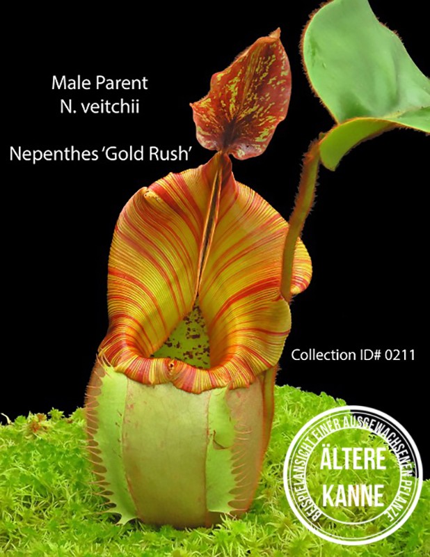 Nepenthes rajah x veitchii "Gold Rush" BE-4603