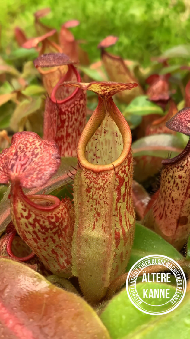 Nepenthes klossii x veitchii BE-4632