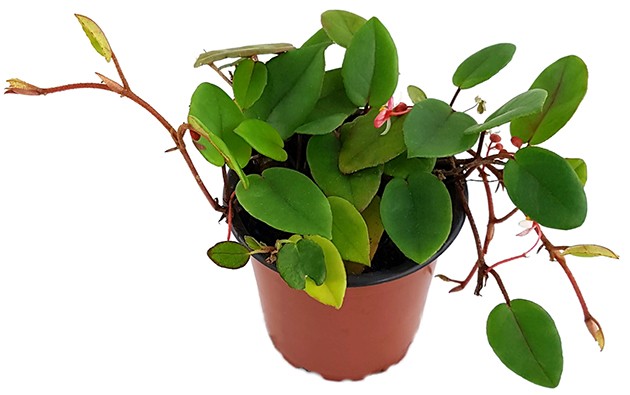 Begonia elaeagnifolia "Schulzei" - niedliche Begonie