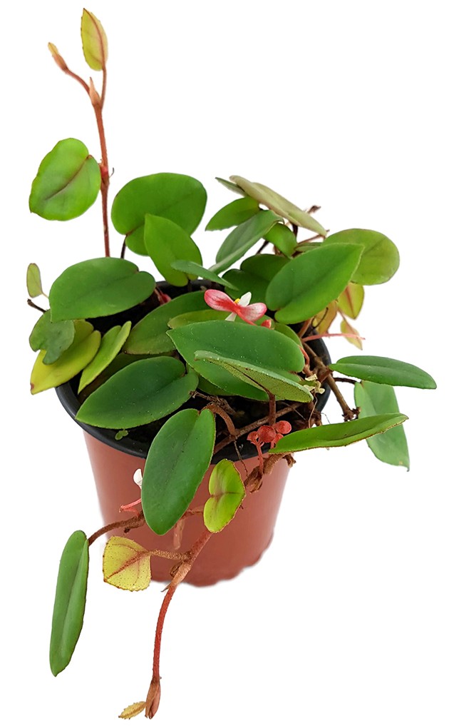 Begonia elaeagnifolia "Schulzei" - niedliche Begonie