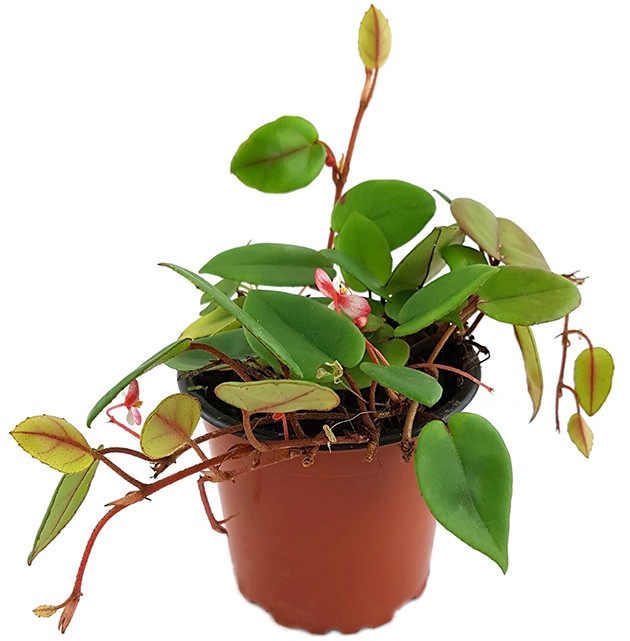 Begonia elaeagnifolia "Schulzei" - niedliche Begonie