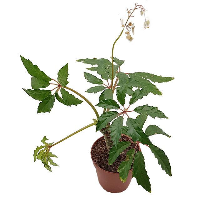 Begonia carolineifolia - Palmenbegonie
