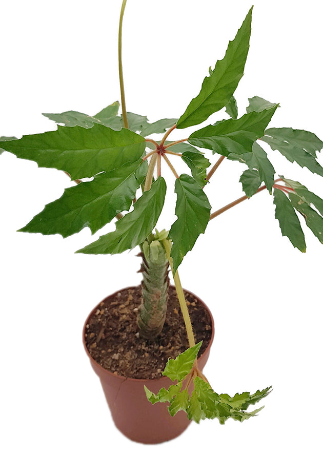 Begonia carolineifolia - Palmenbegonie