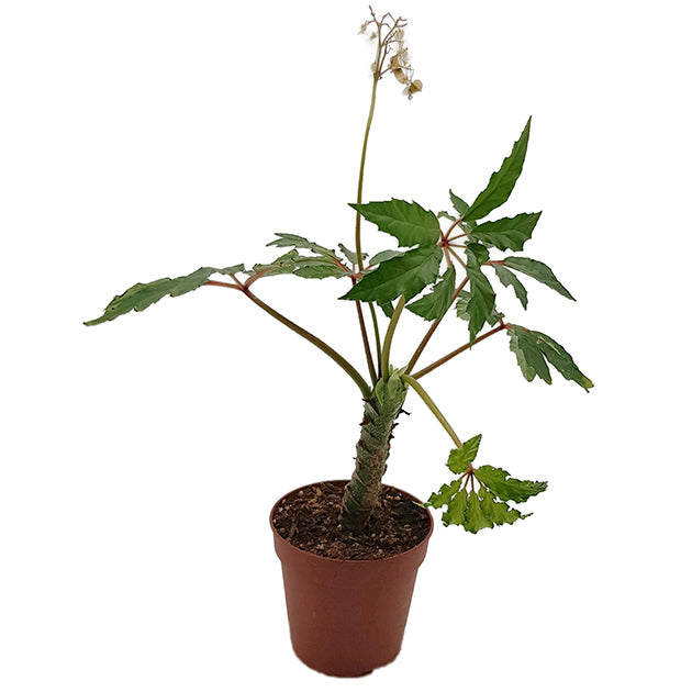 Begonia carolineifolia - Palmenbegonie