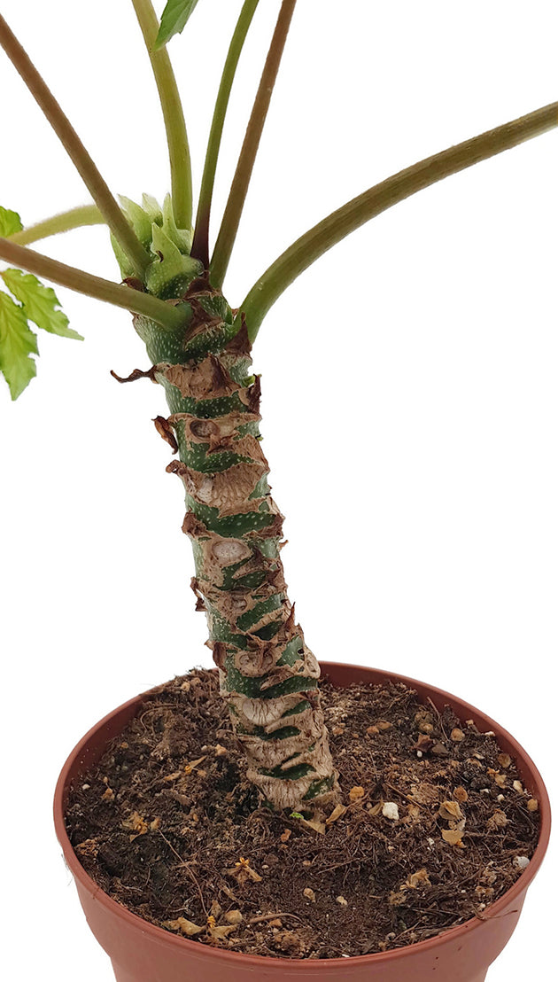 Begonia carolineifolia - Palmenbegonie