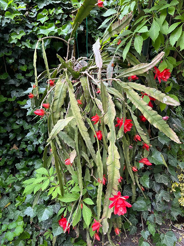 Epiphyllum ackermanii - rotblütiger Blattkaktus