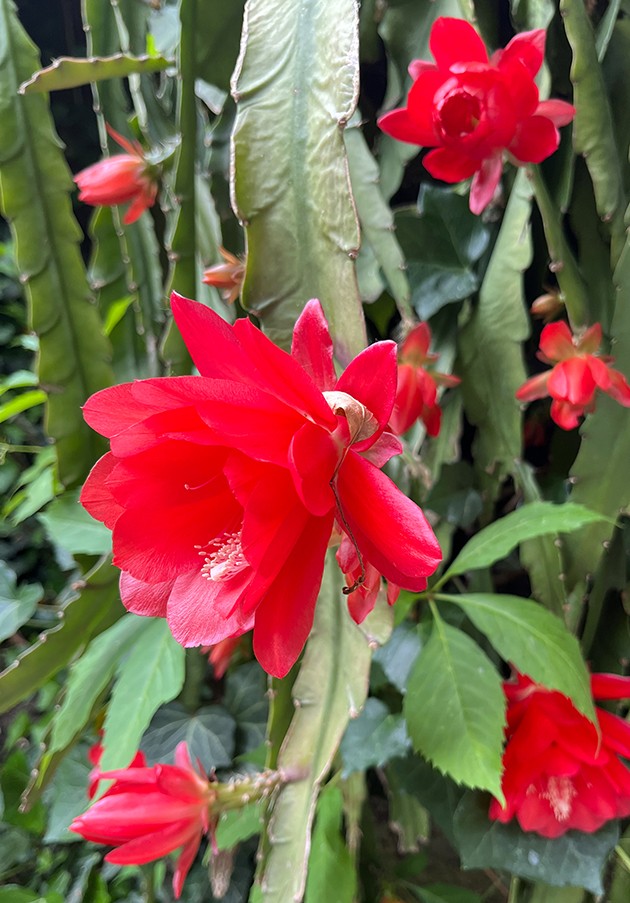 Epiphyllum ackermanii - rotblütiger Blattkaktus