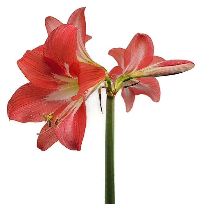 Hippeastrum "Red Garden" - dunkelrote Amaryllis
