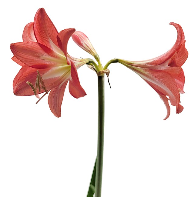 Hippeastrum "Red Garden" - dunkelrote Amaryllis
