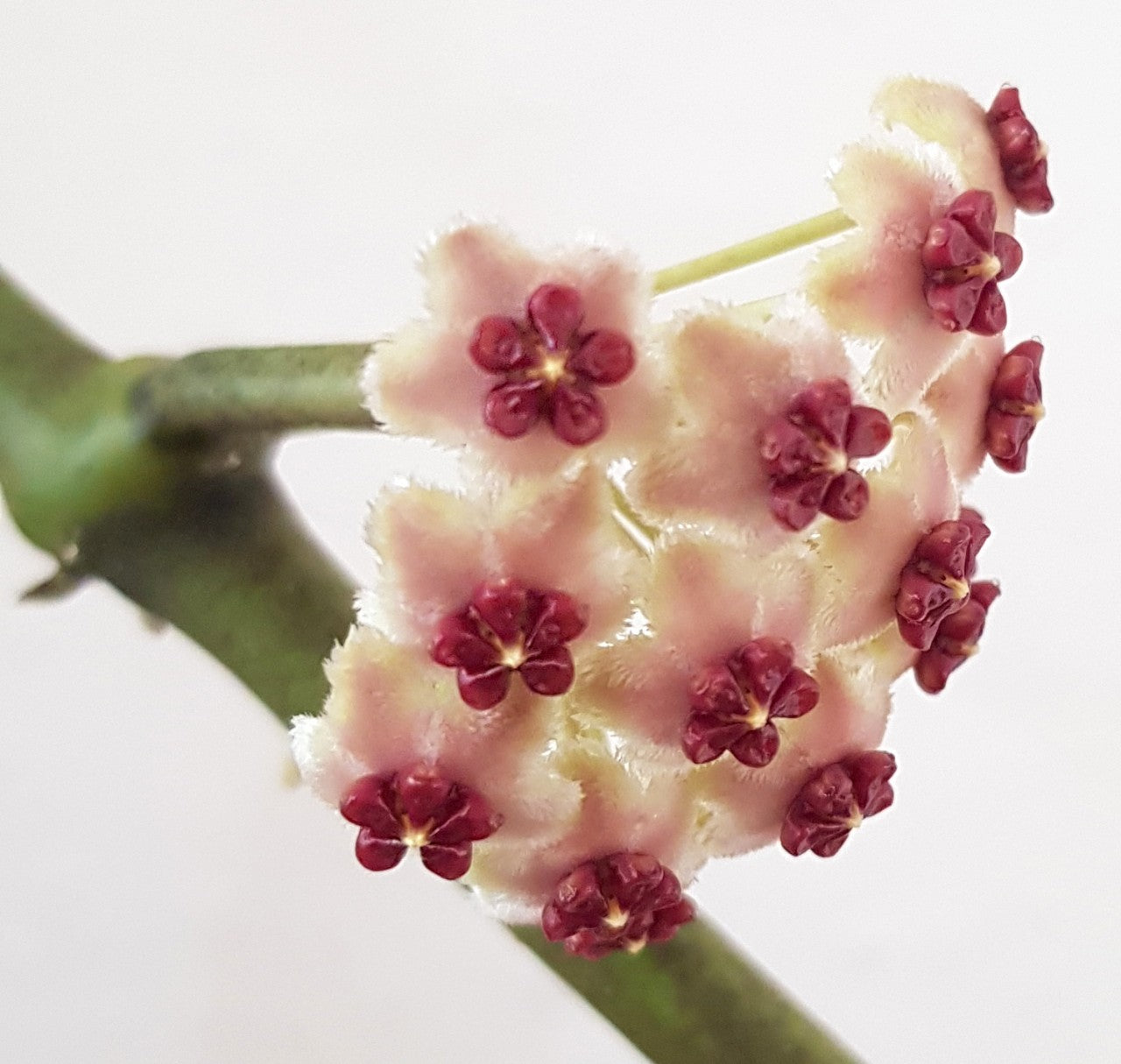 Hoya kerrii - Herzblattpflanze