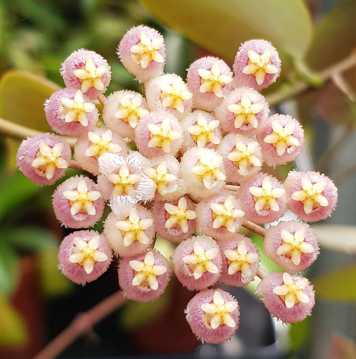 Hoya obscura "Sunrise" - Porzellanblume