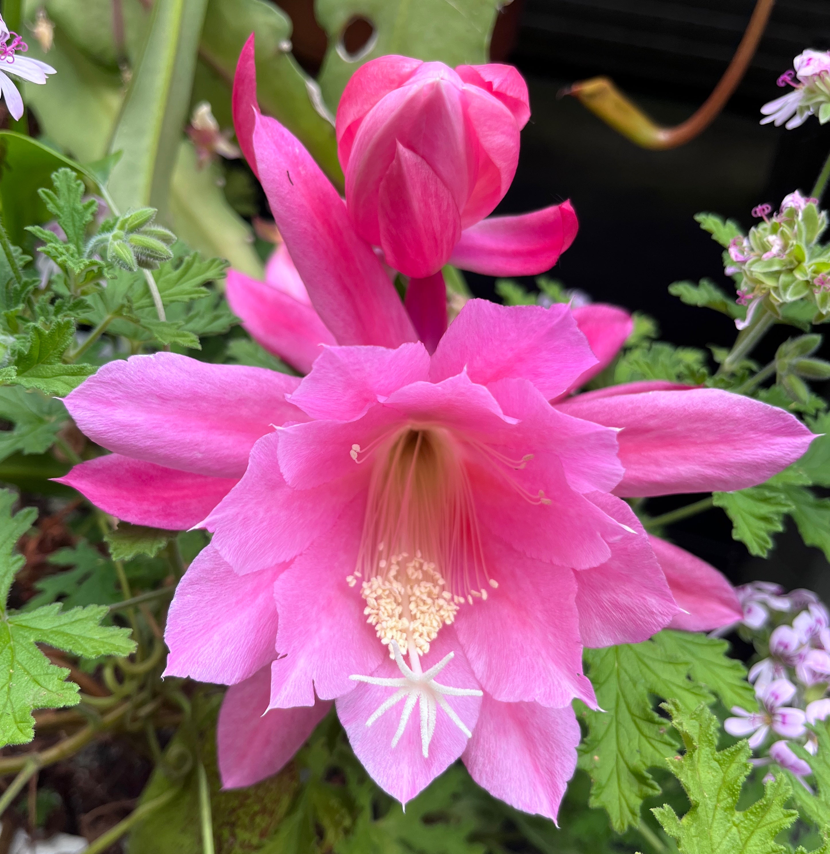 Epiphyllum "sarah courant" - traumhafter Blattkaktus