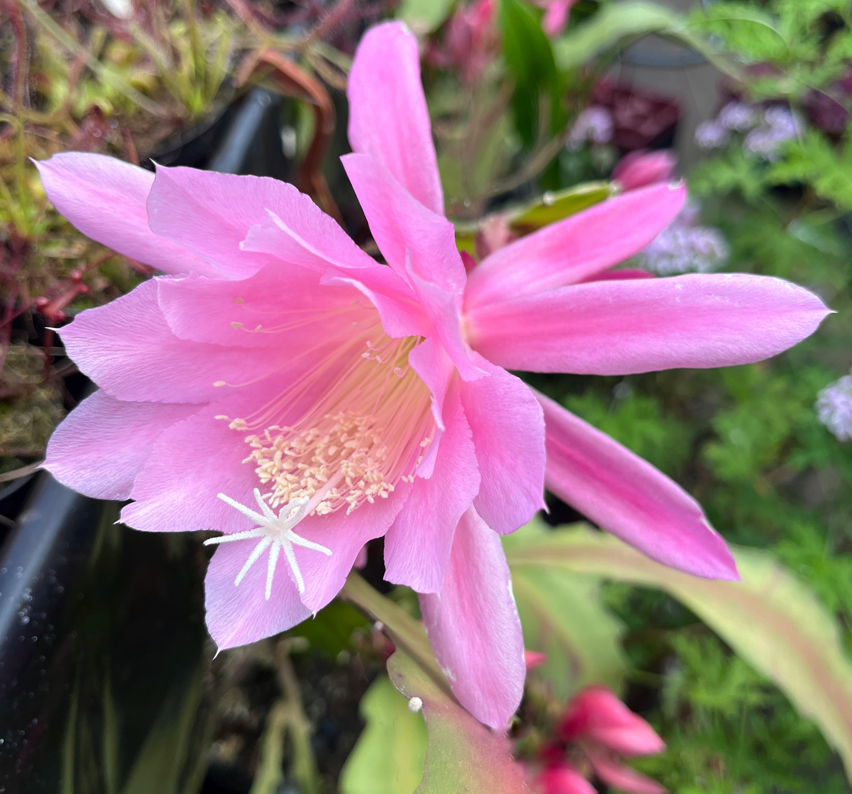 Epiphyllum "sarah courant" - traumhafter Blattkaktus