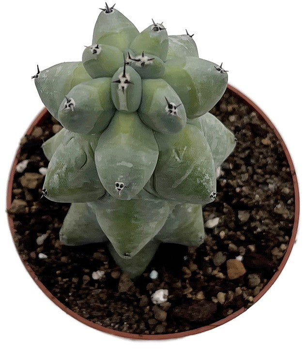 Myrtillocactus geometrizans "Fukurokuryuzinboku" - SALE mit Verholzungen