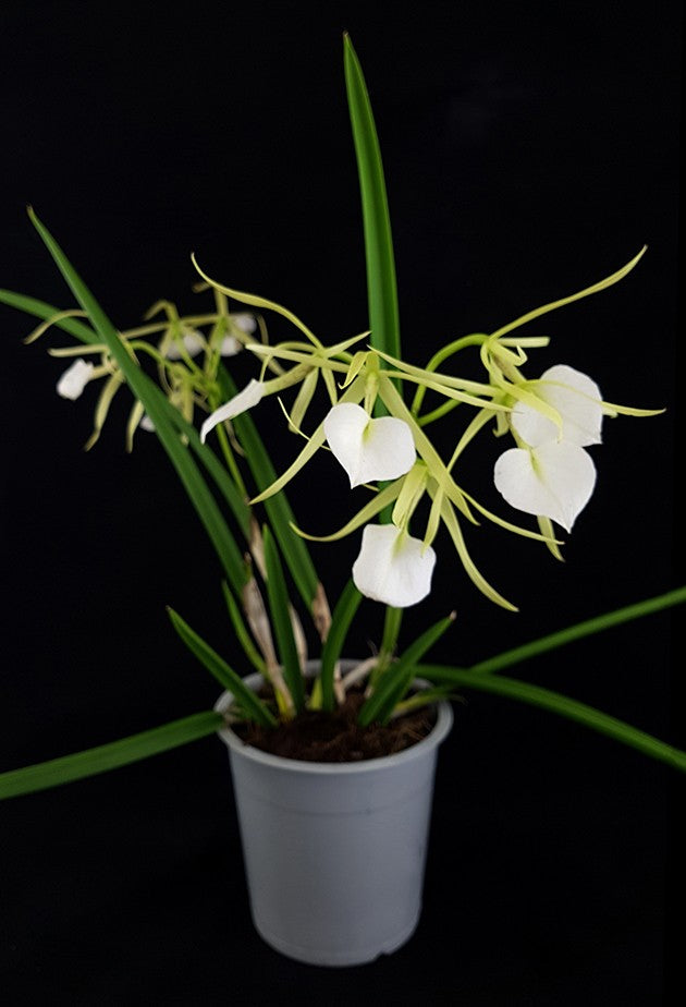 Brassavola nodosa "Lady of the Night" - grazile Orchidee