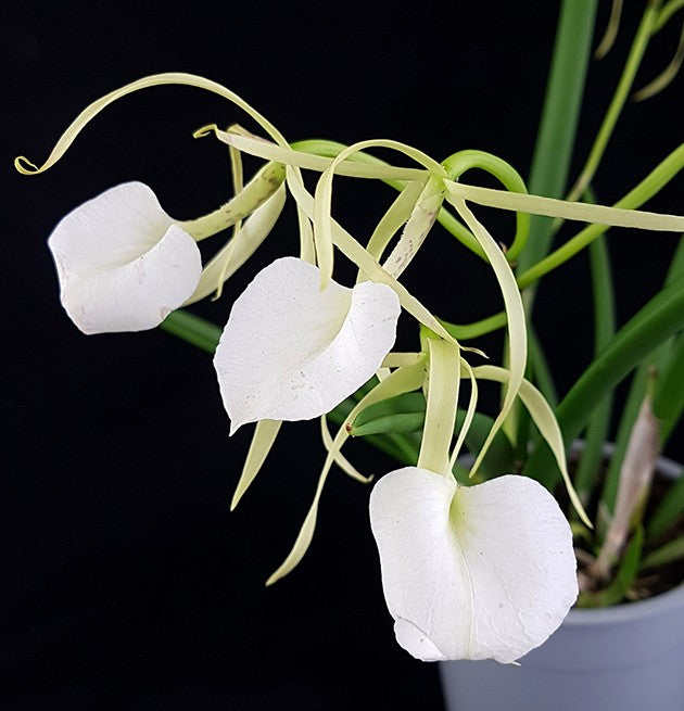 Brassavola nodosa "Lady of the Night" - grazile Orchidee