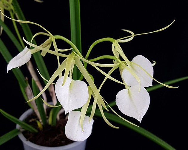 Brassavola nodosa "Lady of the Night" - grazile Orchidee