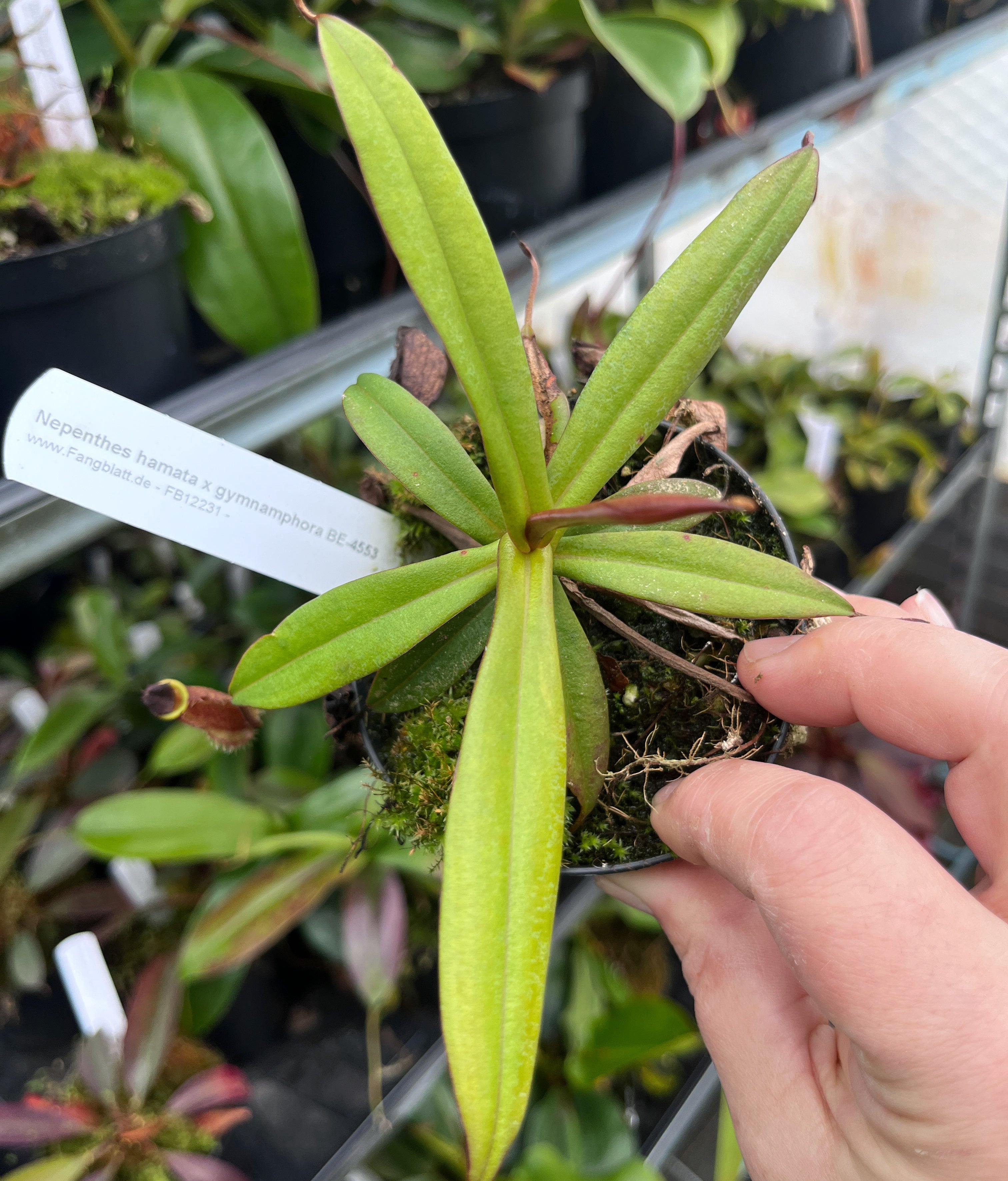 Nepenthes hamata x gymnamphora BE-4553