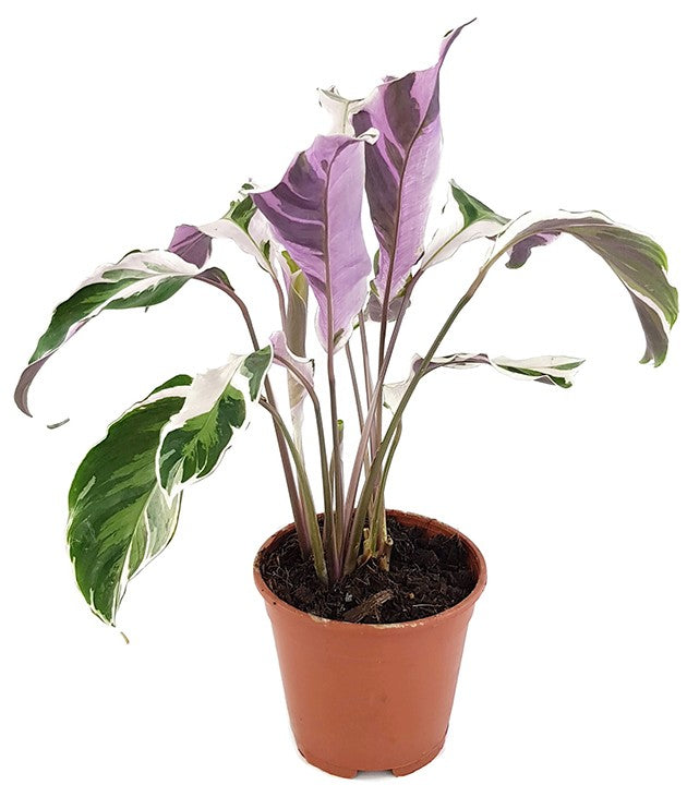 Calathea "White Fusion" - panaschierte Korbmarante