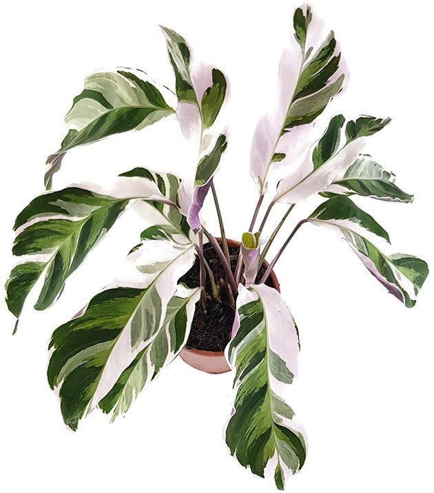 Calathea "White Fusion" - panaschierte Korbmarante