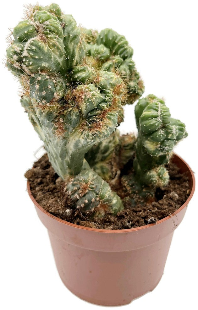 Cereus peruvianus monstrosus variegata - panaschierter Felsenkaktus