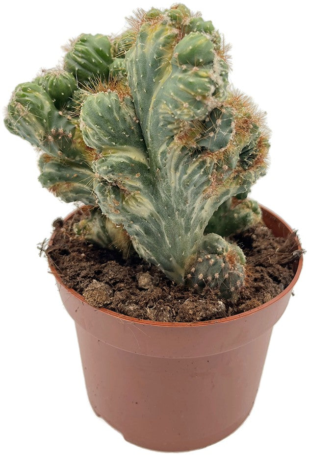 Cereus peruvianus monstrosus variegata - panaschierter Felsenkaktus