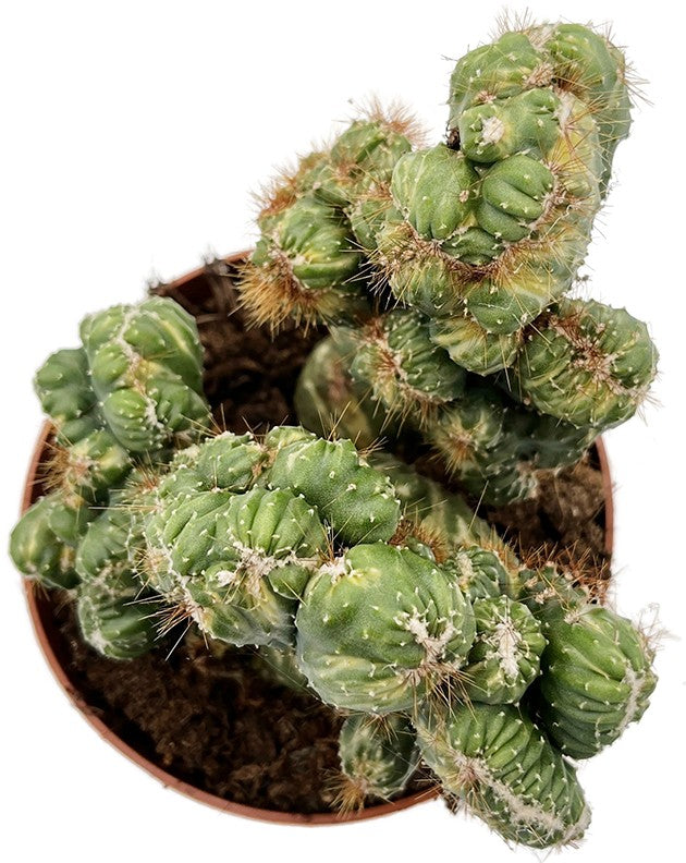 Cereus peruvianus monstrosus variegata - panaschierter Felsenkaktus