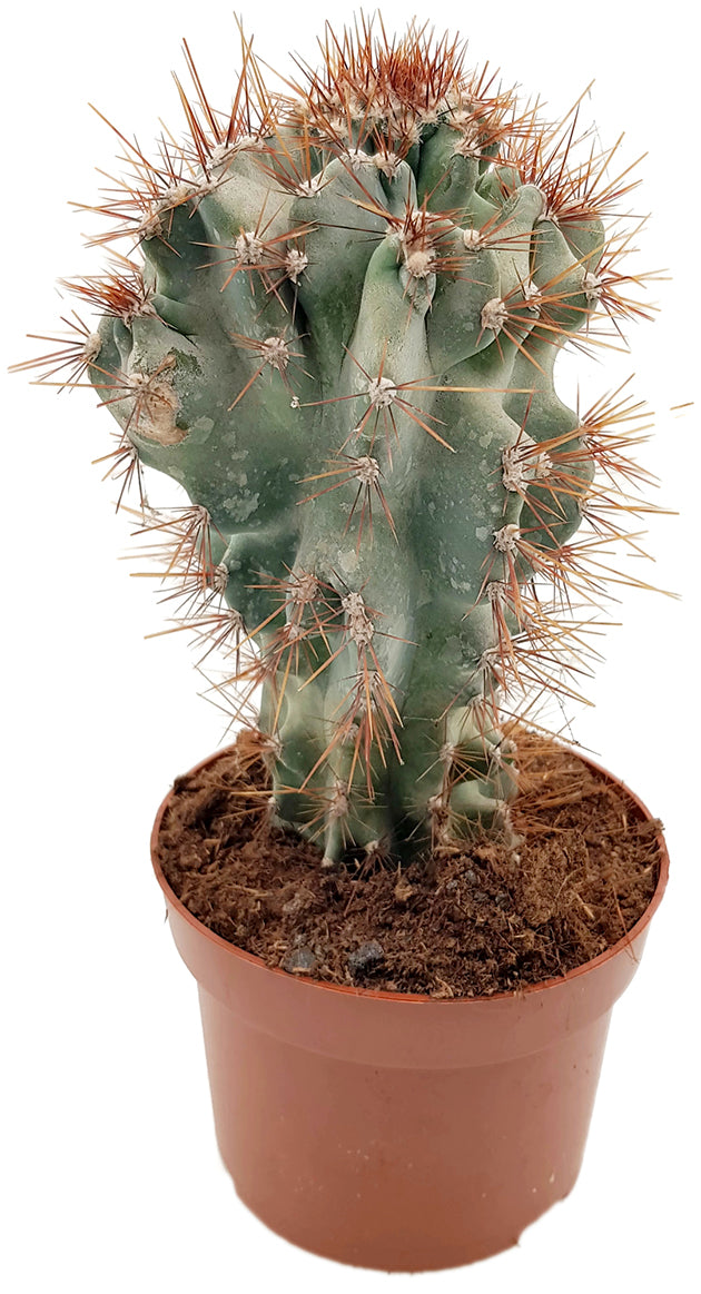 Cereus peruvianus &