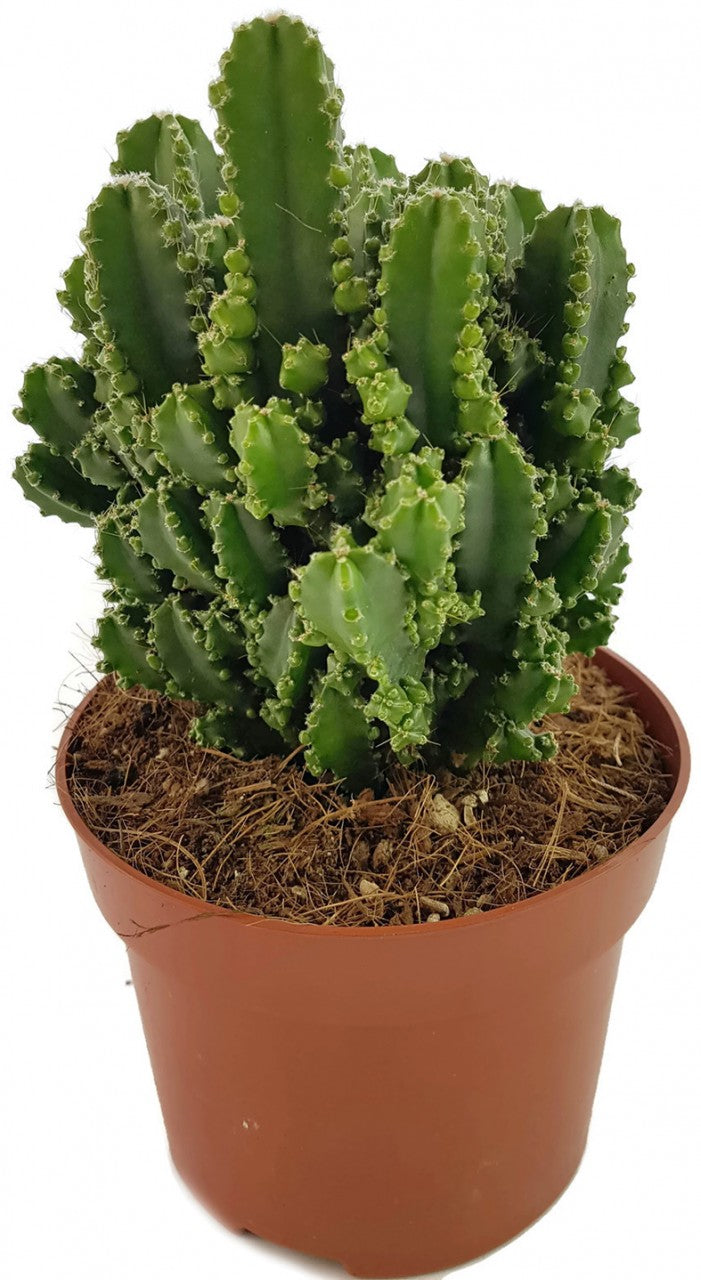 Cereus peruvianus florida "paolina" - Felsenkaktus