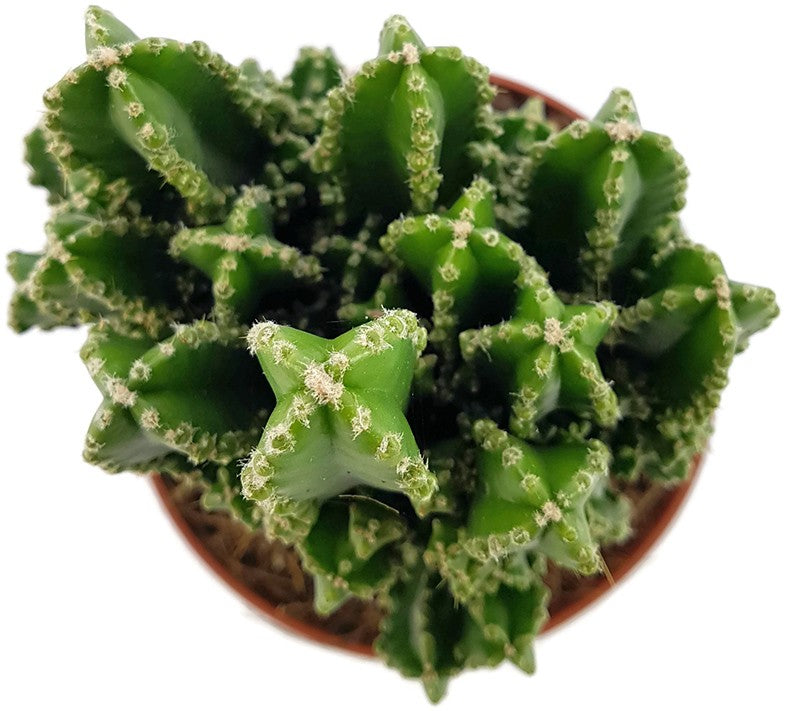 Cereus peruvianus florida "paolina" - Felsenkaktus