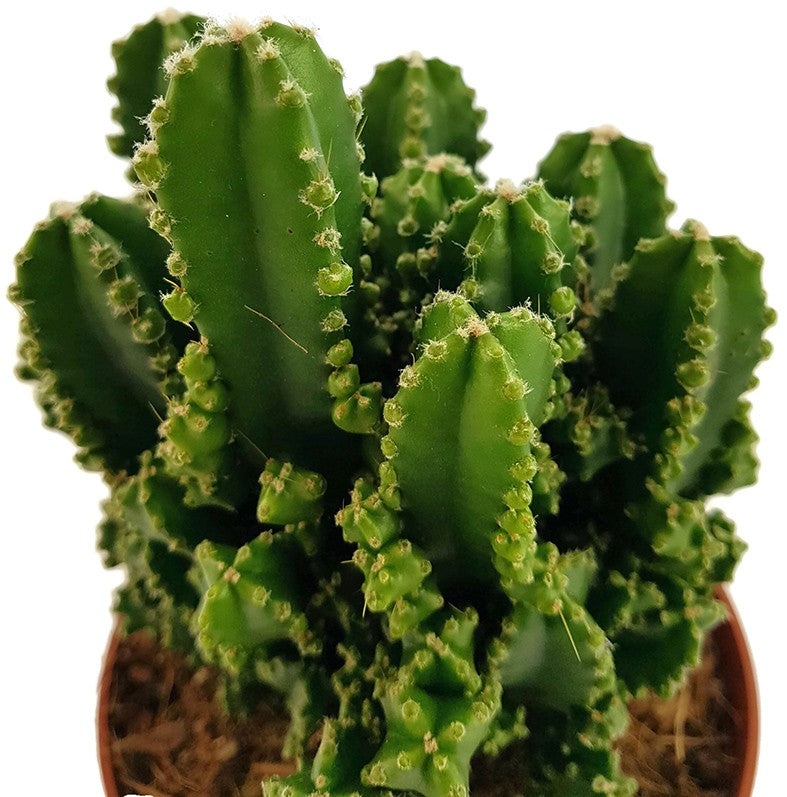 Cereus peruvianus florida "paolina" - Felsenkaktus