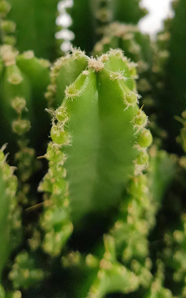Cereus peruvianus florida "paolina" - Felsenkaktus