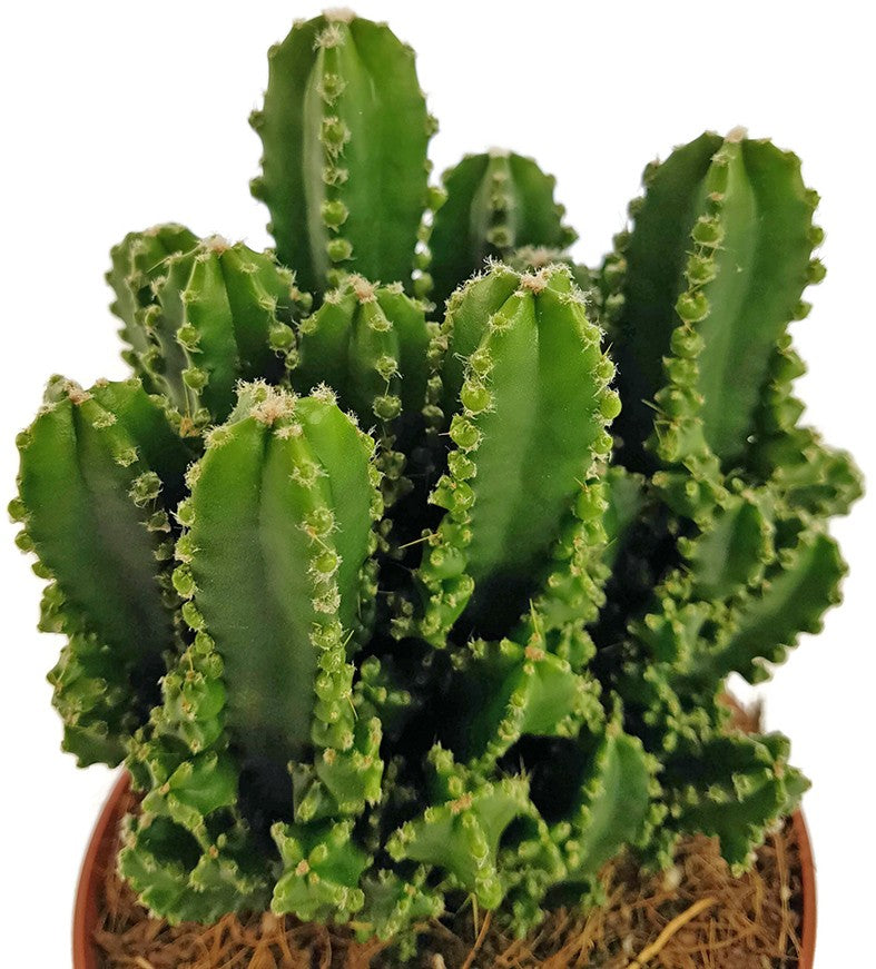 Cereus peruvianus florida "paolina" - Felsenkaktus