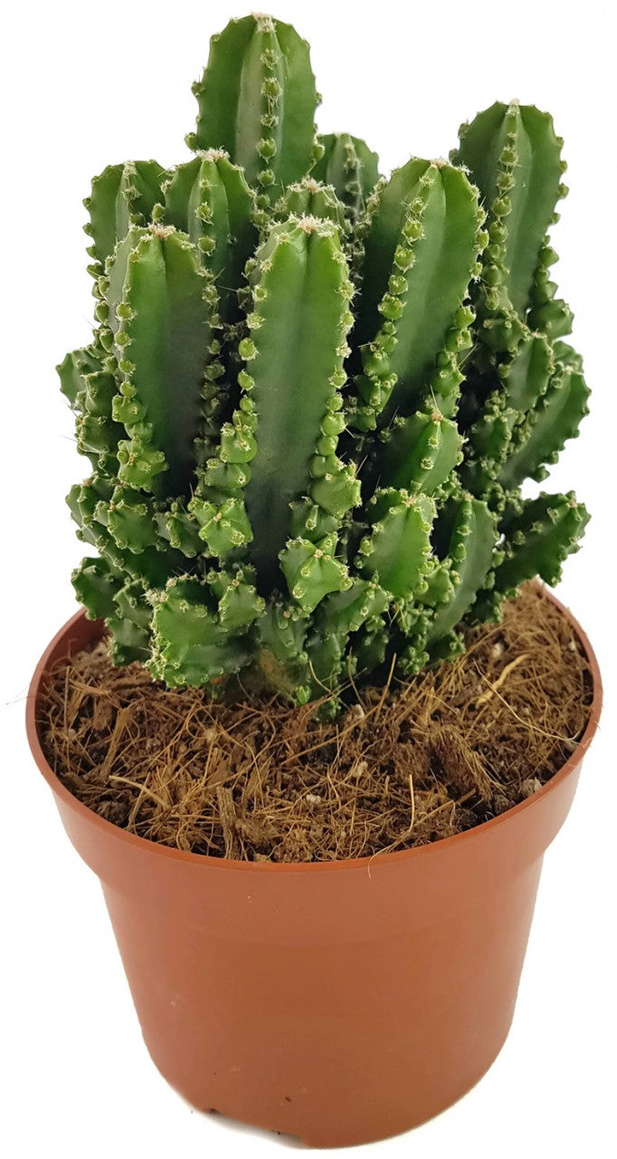 Cereus peruvianus florida "paolina" - Felsenkaktus