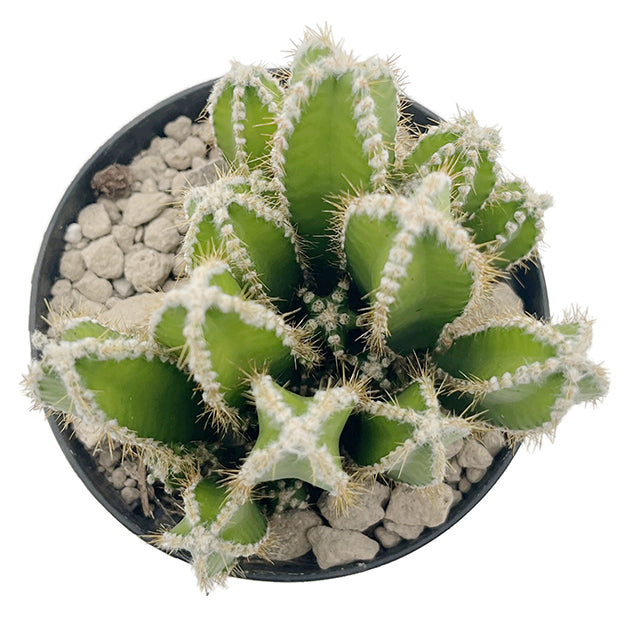 Cereus repandus inermis - Säulenkaktus