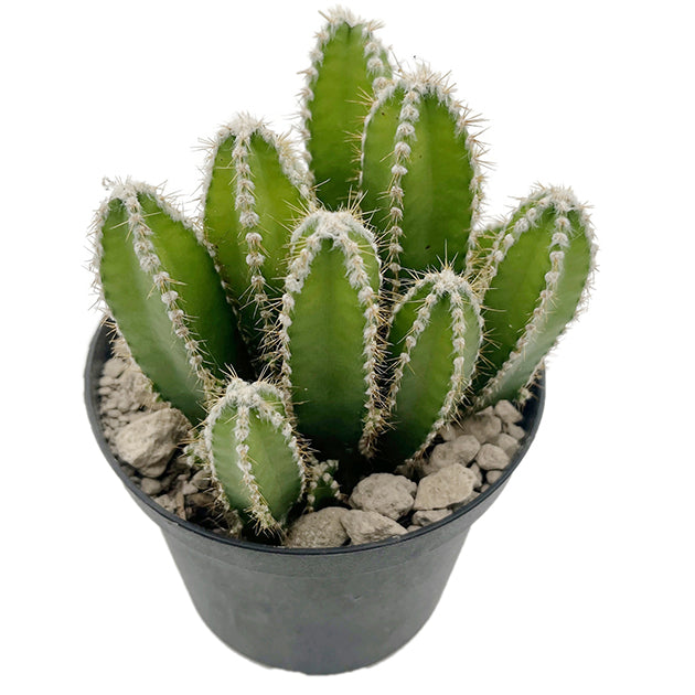 Cereus repandus inermis - Säulenkaktus