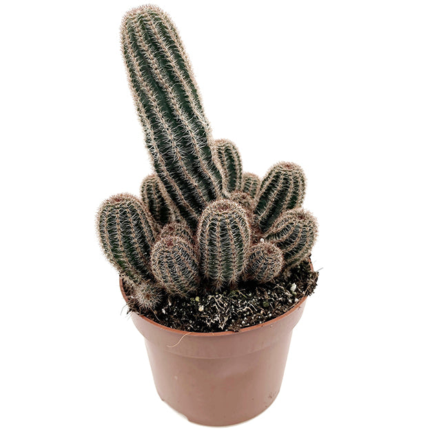 Chamaelobivia Hybride &