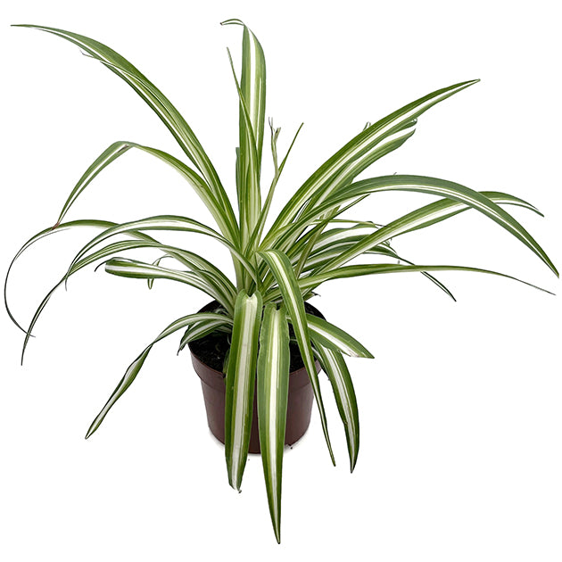 Chlorophytum comosum variegatum - variegate Grünlilie