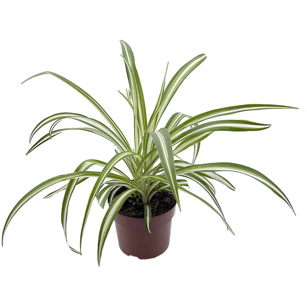 Chlorophytum comosum variegatum - variegate Grünlilie