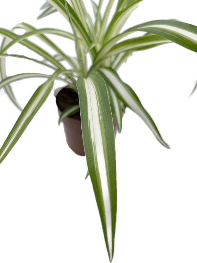 Chlorophytum comosum variegatum - variegate Grünlilie