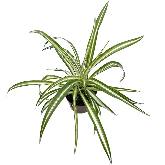 Chlorophytum comosum variegatum - variegate Grünlilie