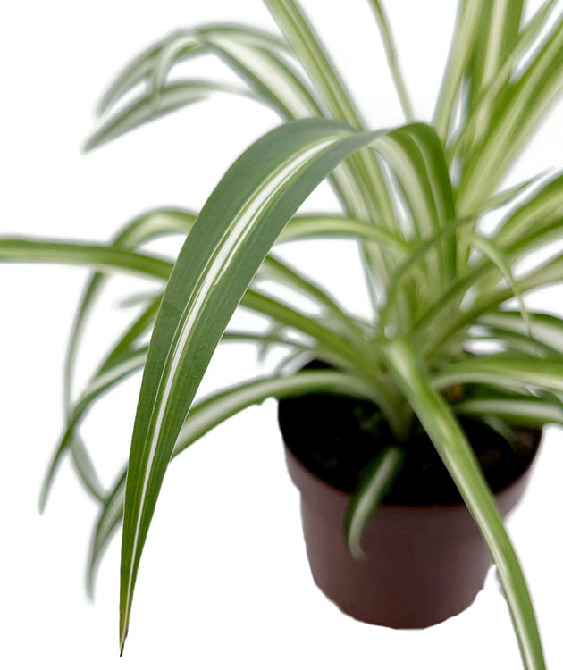 Chlorophytum comosum variegatum - variegate Grünlilie