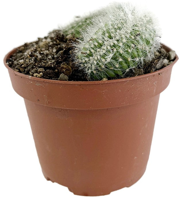 Cleistocactus strausii f. Cristata - Wüstenkaktus