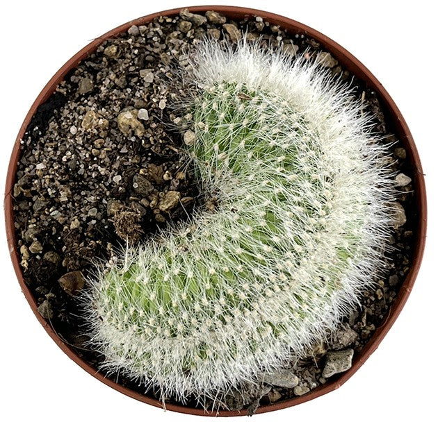 Cleistocactus strausii f. Cristata - Wüstenkaktus