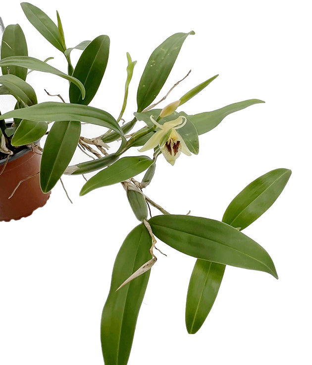 Coelogyne fimbriata - botanische Orchidee