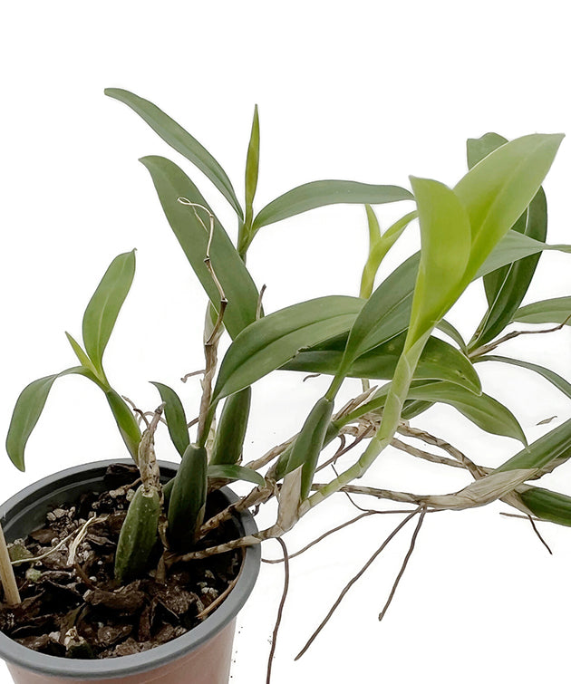 Coelogyne fimbriata - botanische Orchidee