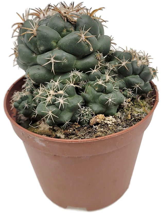 Coryphantha andreae - großwarziger Kaktus