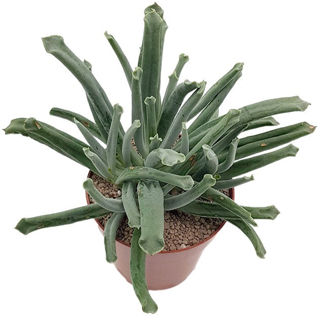 Cotyledon "Octopus" - Sukkulente