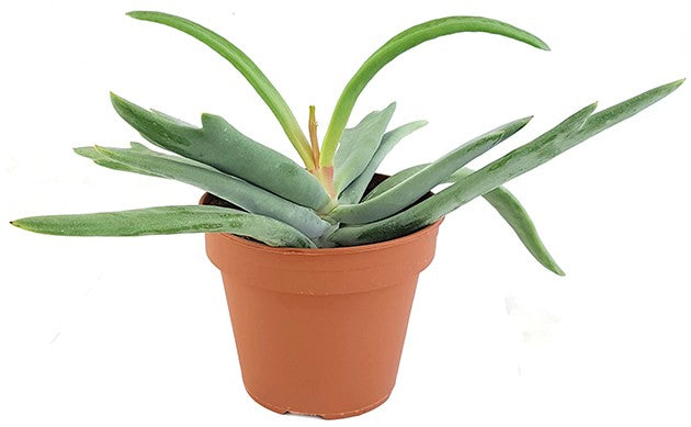 Cotyledon orbiculata "Elk Horns" - Sukkulente