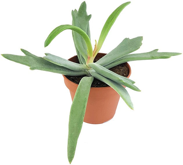 Cotyledon orbiculata "Elk Horns" - Sukkulente